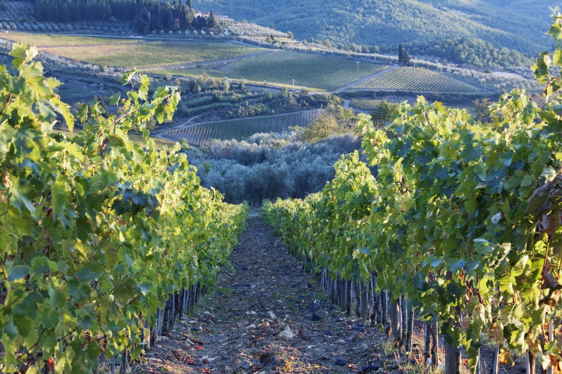 PSD questiona Comissão Europeia sobre apoios ao sector do vinho