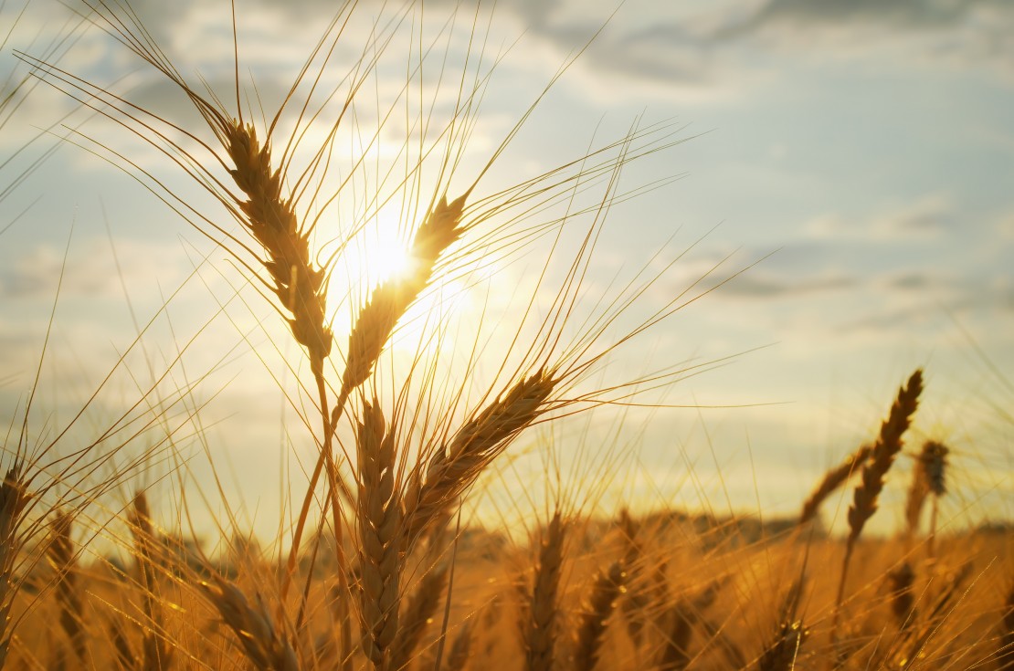 PSD questiona Comissão Europeia sobre o abastecimento e escassez de cereais